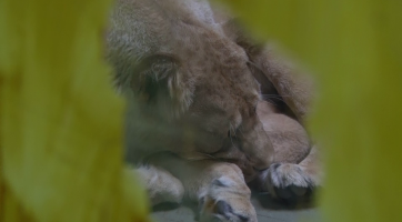 V hodonínské zoo se narodila vzácná lví slečna