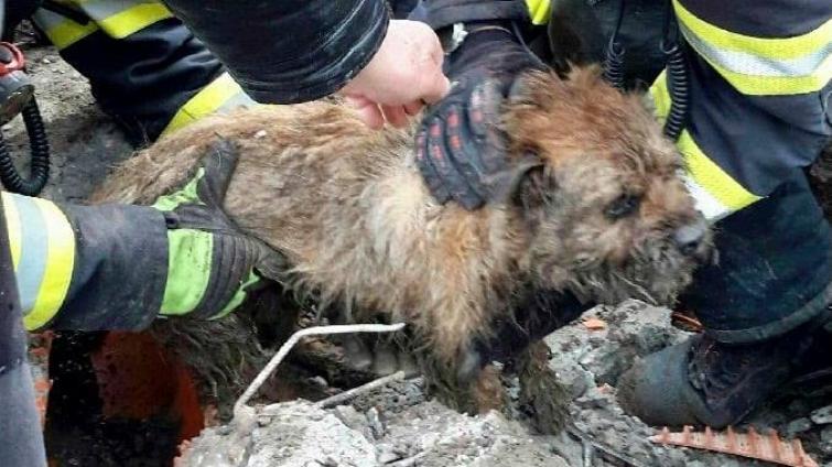 Při záchraně psa z kanalizace čekalo na hasiče překvapení 