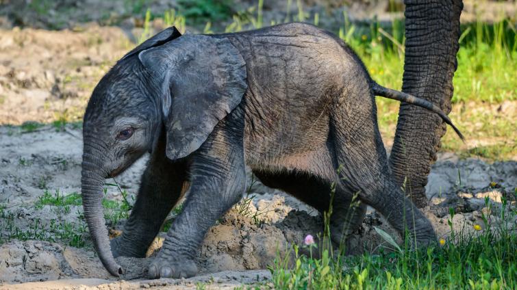 Obrovská radost ve zlínské zoo! Slonici Kali se narodilo zdravé slůně