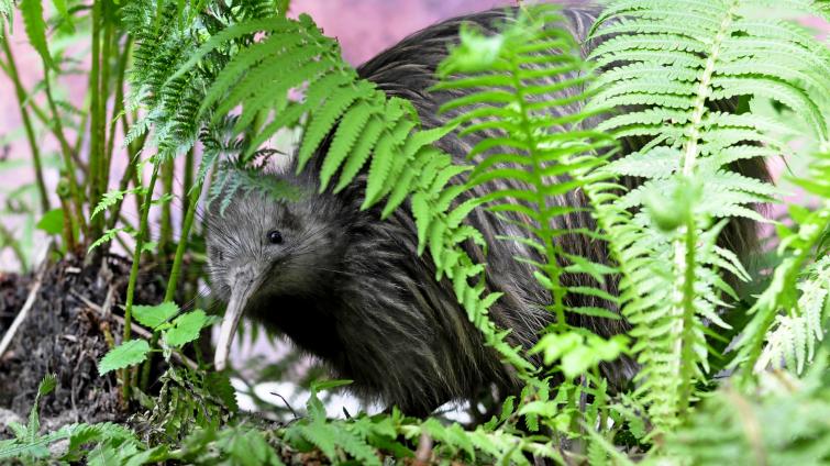 Zlínská zoo se v neděli otevře hned po rozbřesku