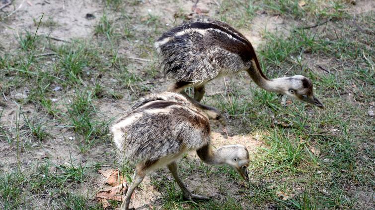 Hodonínské zoo se povedl historický prvoodchov nandua pampového