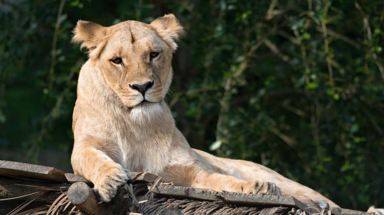 Lvice Bona ze zlínské zoo je ve vážném stavu