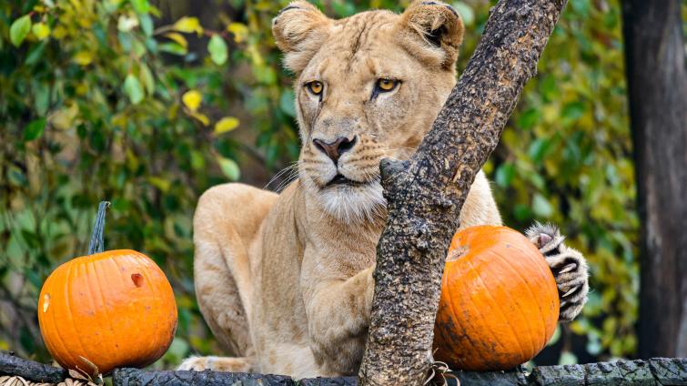 Smutek ve zlínské zoo. Lvici Bonu se zachránit nepodařilo