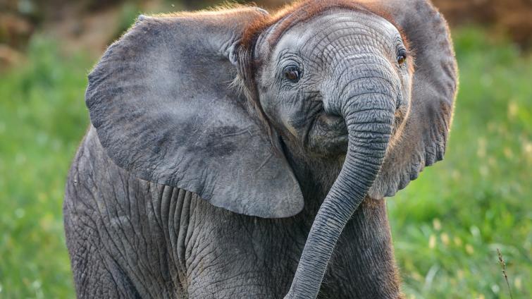 I přes tři ztracené měsíce hlásí zlínská zoo rekordní návštěvnost