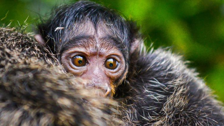 Zlínská zoo má nového chvostánka