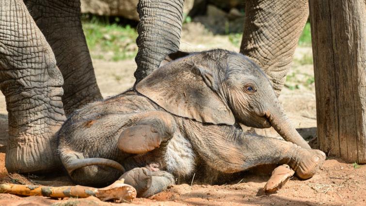 Narození „afričáka“ a vysoká návštěvnost. Rok 2021 byl ve zlínské zoo mimořádně úspěšný