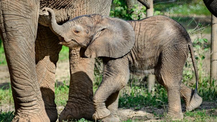 Zoo Zlín je čtvrtou nejlepší zoo východní Evropy, myslí si uznávaný britský odborník