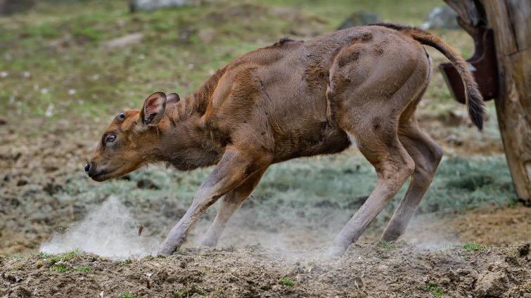 Chovatelský úspěch zlínské zoo! Narodilo se zde první mládě gaura indického