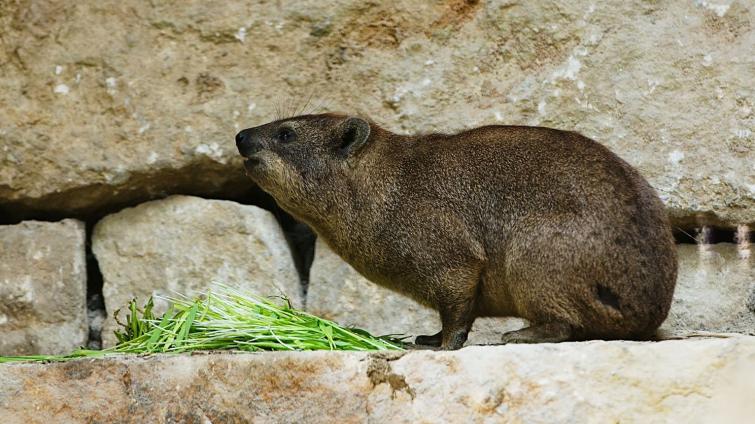 Zlínská zoo zve na letošní první novinku. Už zítra otevře novou expozici v africké oblasti