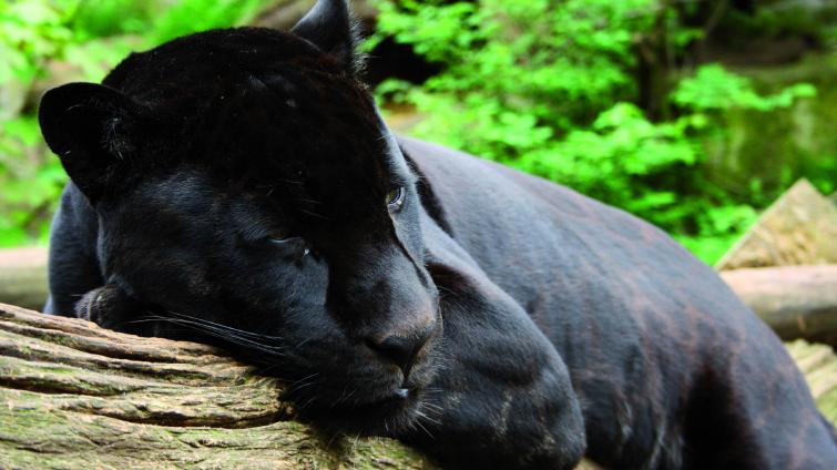 Do zlínské zoo přicestoval jaguáří samec Dany