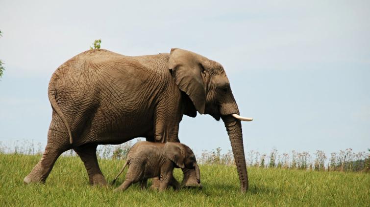 Fantazie! Zlínská zoo byla v roce 2021 třetím nejnavštěvovanějším místem v ČR