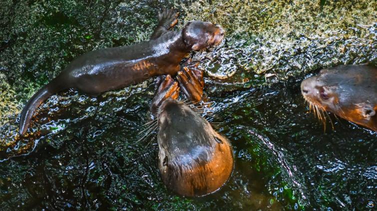 Ve zlínské zoo se narodili čtyři vydrýsci