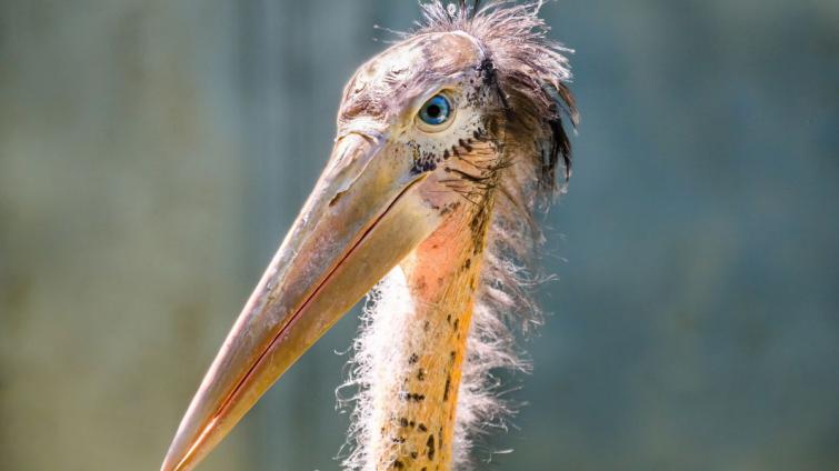 Chovatelský úspěch světového významu! Ve zlínské zoo se narodilo mládě marabu menšího