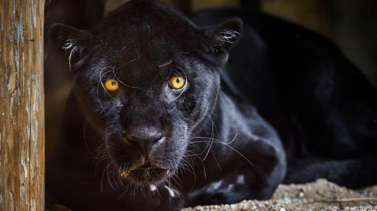 Smutné zprávy ze zlínské zoo. Na Štěpána zemřel jaguár Danny