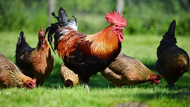 V celém Česku platí zákaz venkovního chovu drůbeže. Důvodem je ptačí chřipka