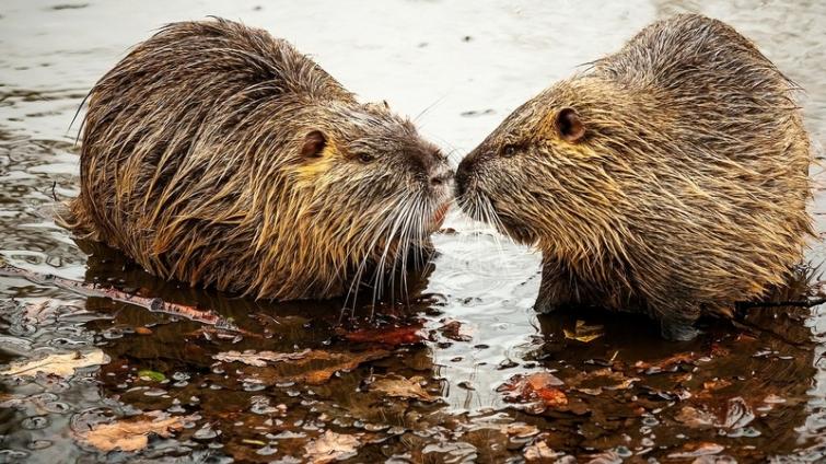 U luhačovické Šťávnice se přemnožily nutrie. Nekrmte je, zní z města