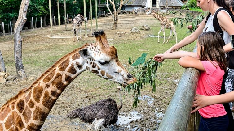 Mimořádná návštěvnost v roce 2022 přinesla zlínské zoo rekordní příjmy