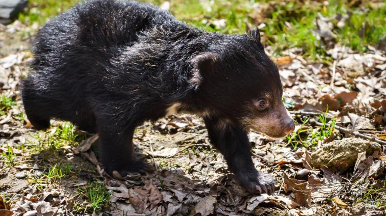 Zlínské zoo se podařilo podruhé odchovat mládě medvěda pyskatého. Medvídě už dovádí ve venkovním výběhu!