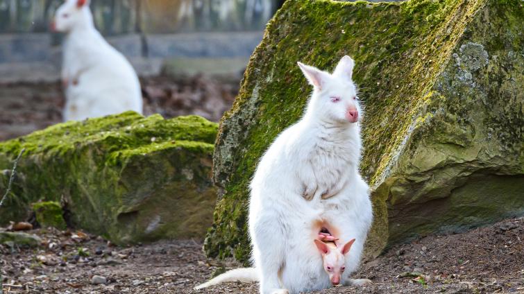 Rozkvetlý areál, mláďátka nebo prohlídky zámku. Zlínská zoo zve na Velikonoce