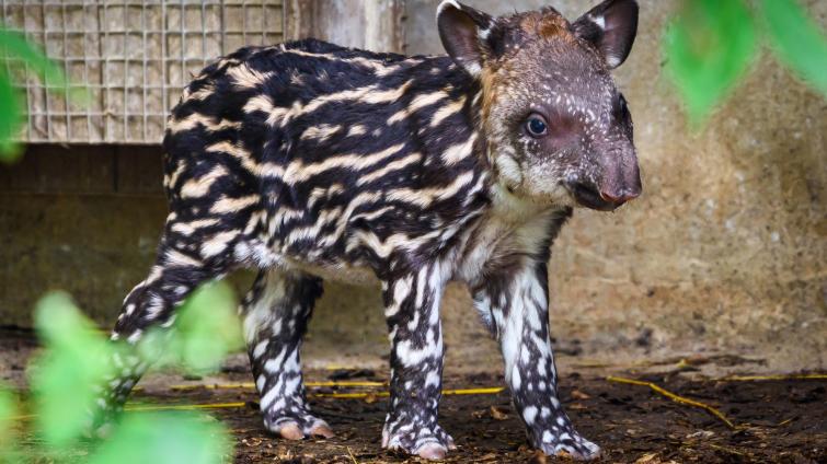 Čekání je u konce! Ve zlínské zoo se po 34 letech narodilo mládě tapíra jihoamerického