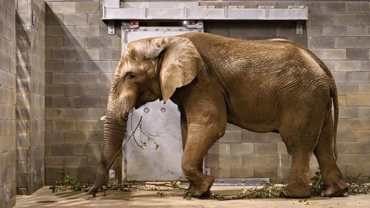 Zlínská zoo si splnila chovatelský sen! Do zoo dorazil třicetiletý sloní samec Jack