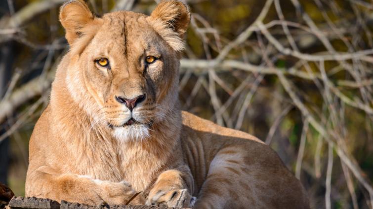 Zlínská zoo chce zřídit záchranné a chovné centrum pro lvy