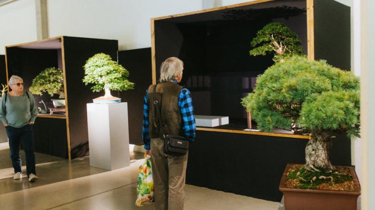 Floria podzim předvede na Výstavišti v Kroměříži kouzlo japonských bonsají