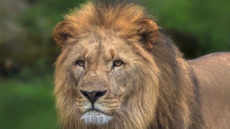 Ve zlínské zoo vznikne první záchranné centrum pro lvy v ČR. S financováním pomůže i veřejnost