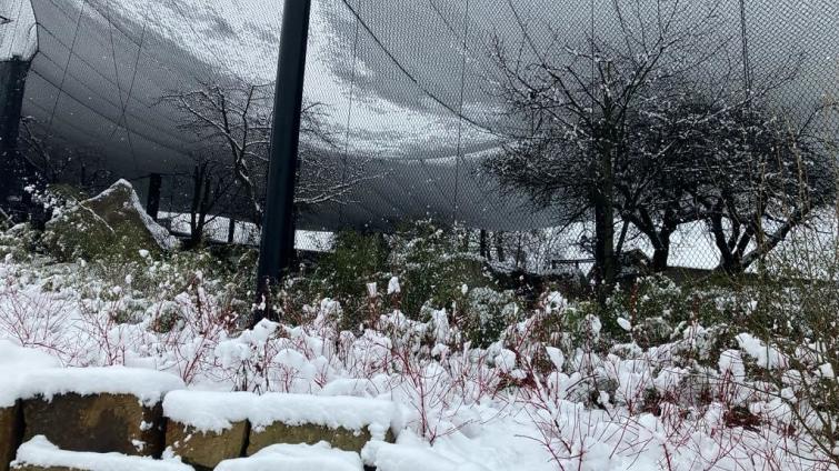Předvánoční sněhová nadílka poškodila voliéry ve zlínské zoo. Škody půjdou do milionů korun