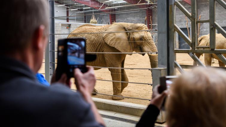 Zlínská zoo umožní veřejnosti nahlédnout do chovného zařízení pro slony. Kapacita prohlídek je ale omezená