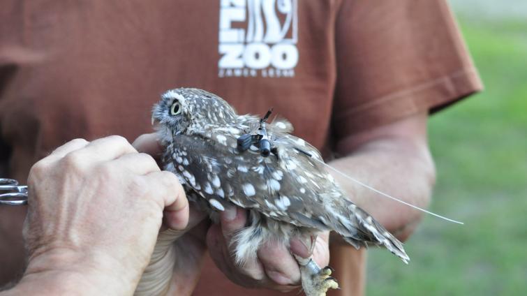 Zlínská zoo se snaží o návrat sýčků do volné přírody. Ptáky označené vysílačkou vypouští u Napajedel