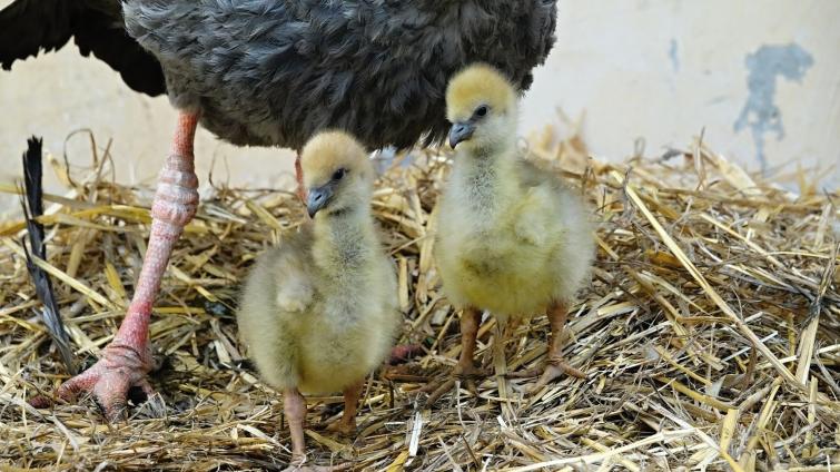 Zlínská zoo rozlouskla chovatelský oříšek! Znovu se jí podařilo odchovat čáje chocholaté