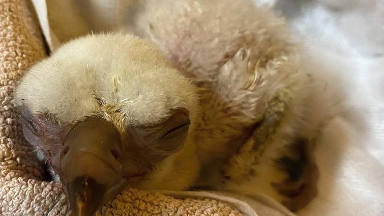 Zlínská zoo se chlubí novým supím přírůstkem. Místní odchovanec roste jako z vody