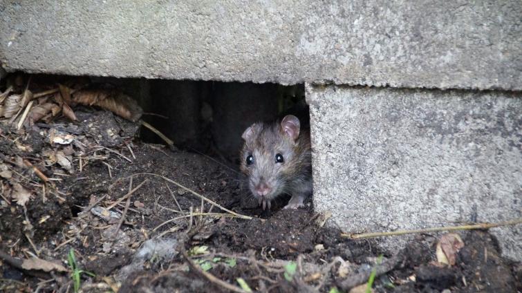 Stop potkanům! Ve Zlíně a příměstských částech začala jarní deratizace