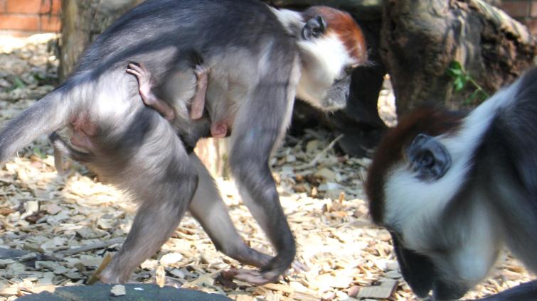 Hodonínská zoo hlásí prvoodchov mangabeje rudohlavého