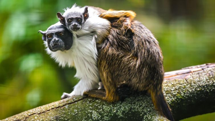 Ve zlínské zoo se narodilo mládě kriticky ohroženého tamarína pestrého. Jde o velký chovatelský úspěch