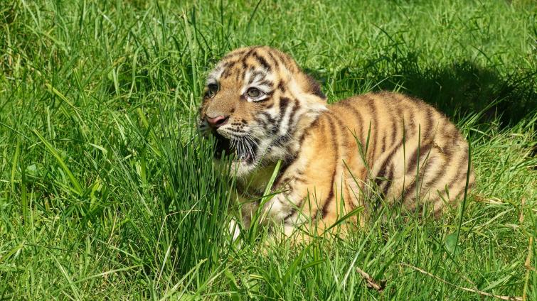 Ve zlínské zoo se narodilo mládě tygra ussurijského. Návštěvníci ho mohou vidět díky nově nainstalované obrazovce