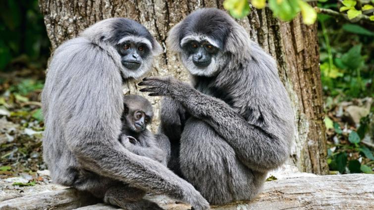 V říjnu skončí oprava ubikace gibonů stříbrných ve zlínské zoo. Návštěvníci je budou moci vídat i v zimě