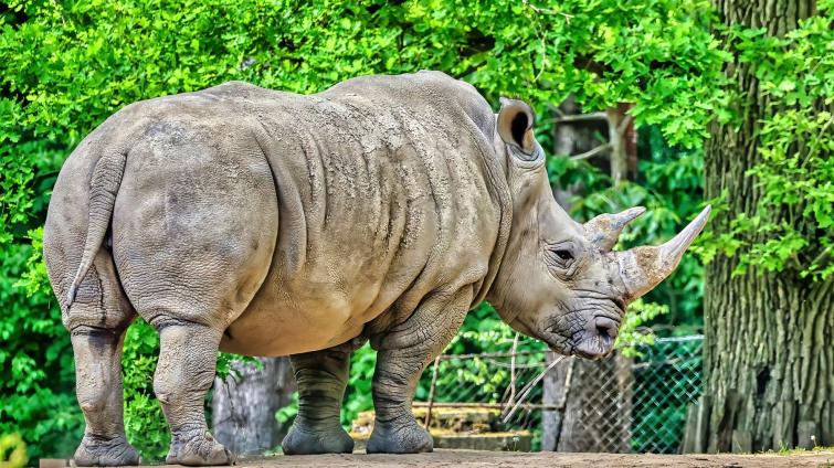 Velké očekávání ve zlínské zoo! Nosorožčí samice Zanta čeká první mládě, narodit by se mělo v listopadu