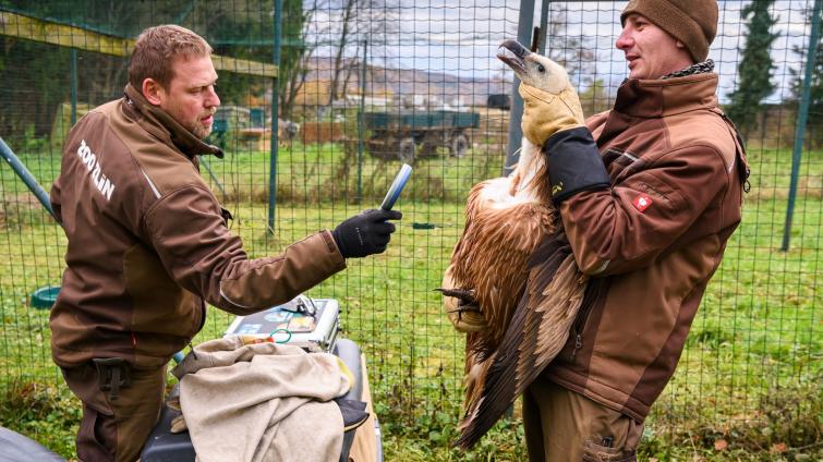 Zlínská zoo patří k nejúspěšnějším chovatelům supů na světě