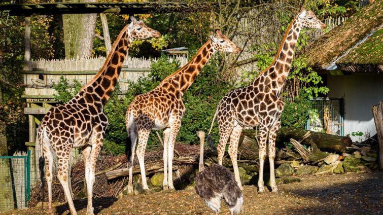 Do zlínské zoo se nyní dostanete za zvýhodněné vstupné