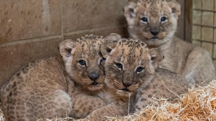 Obrovská radost a překvapení ve zlínské zoo! Lvice Kwale porodila tři zdravá mláďata