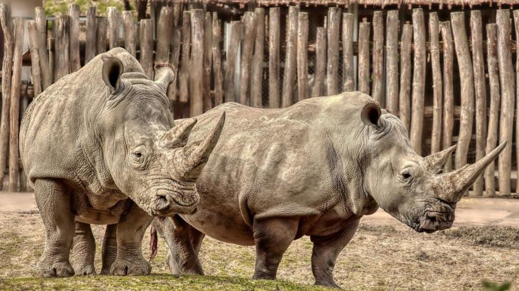 Smutek ve zlínské zoo. Nosorožčí mládě krátce po porodu uhynulo