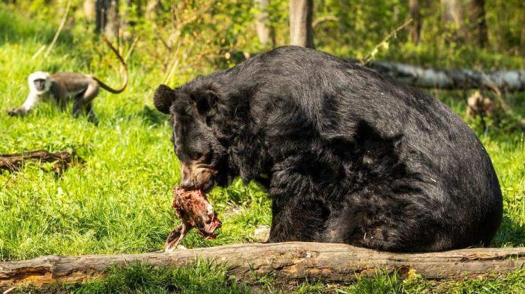 Medvěd Jiří už se zabydluje v ostravské zoo. Transport v bedně zvládl na jedničku