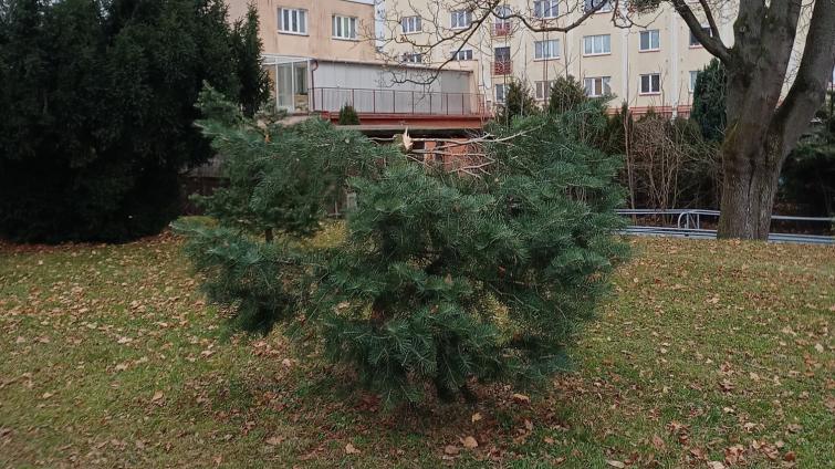 Vandalové ve Zlíně odřezávají mladé stromky. S jejich odhalením pomohou fotopasti