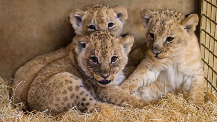 Děti do 12 let se o Vánocích podívají do zlínské zoo jen za symbolickou 1 korunu