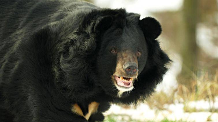 Medvěd Jiří má za sebou karanténu a postupně se rozkoukává ve venkovním výběhu ostravské zoo