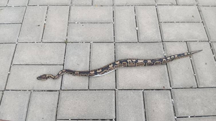 Nečekaný výjev ve Valašských Kloboukách! U hřbitova se plazila půlmetrová krajta