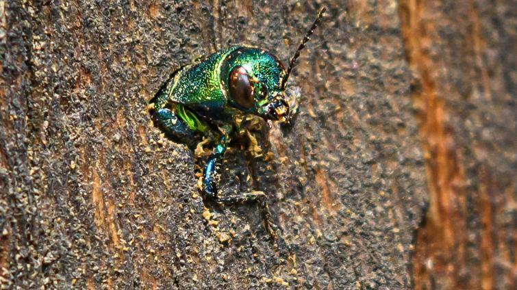 V areálu zlínské zoo se poprvé podařilo zdokumentovat výskyt vzácného krasce dubového
