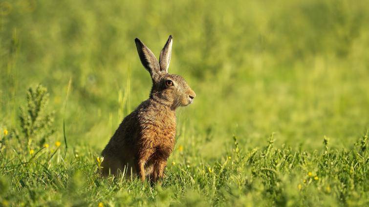 Myxomatóza zajíců se objevila ve Zlínském kraji. Jeden případ hlásí Ostrožská Nová Ves